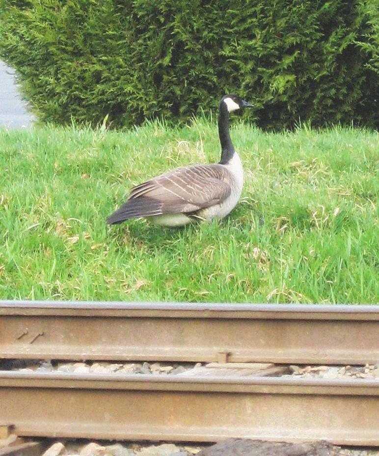 A goose standing in the grass alongside the track