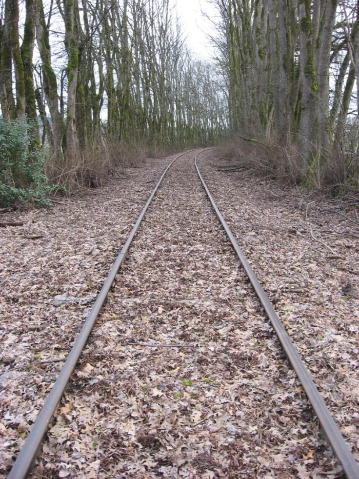 Track with leaves on it